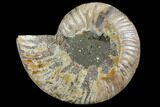Agatized Ammonite Fossil (Half) - Agatized #111496-1